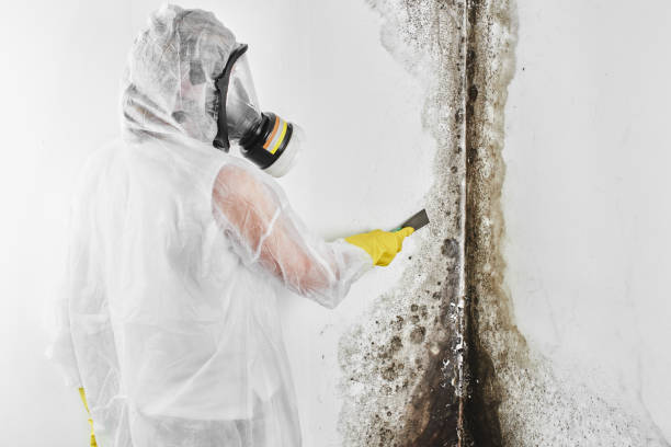 Trusted Nambe, NM Mold Remediation Experts