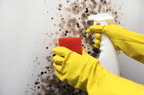 Best Black Mold Remediation in Nambe, NM