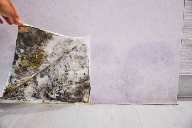 Best Localized Mold Remediation (e.g., coastal areas, humid climates) in Nambe, NM